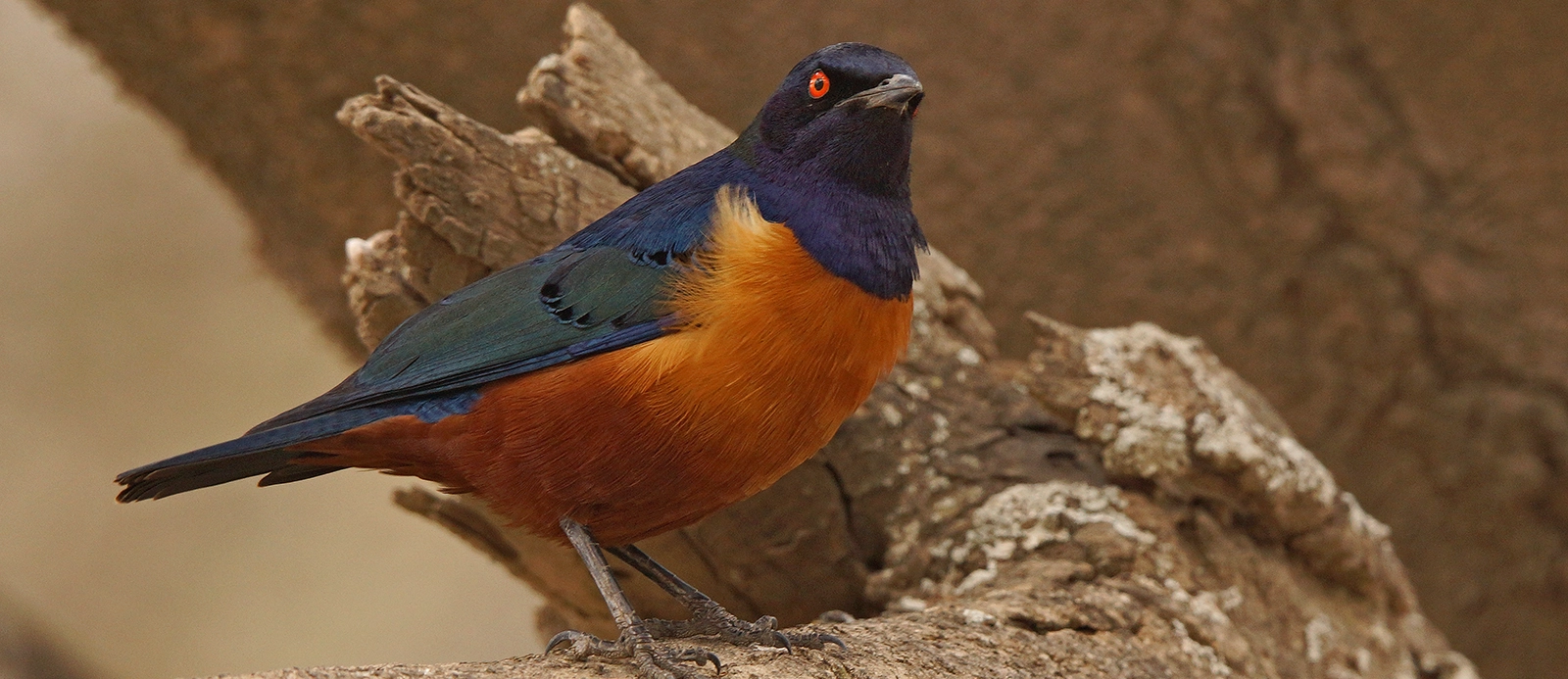Tanzania Birding In Luxury
