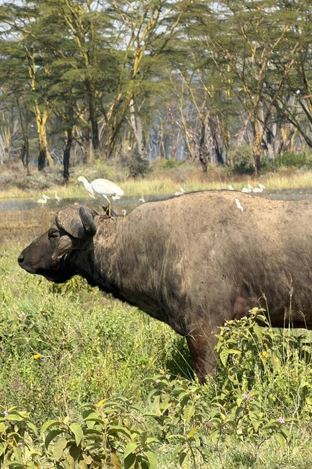 Wildebeest migration in Serengeti National Park Tanzania