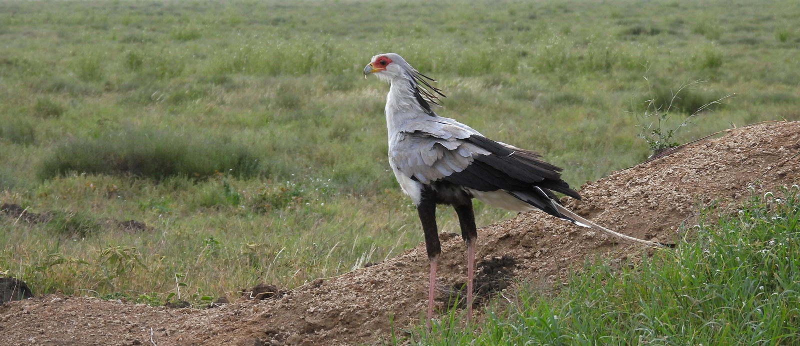 Tanzania Birding - Header image