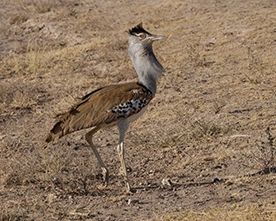 Ave de Kenya