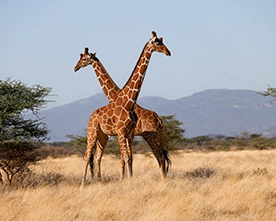 Ave de Kenya