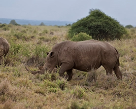 Ave de Kenya