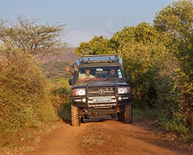 Ave de Kenya