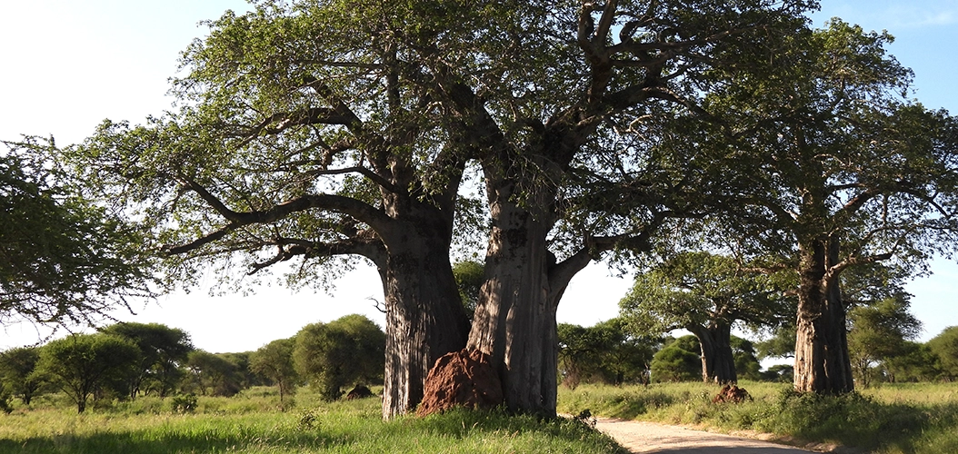 Day 3 - Tarangire National Park