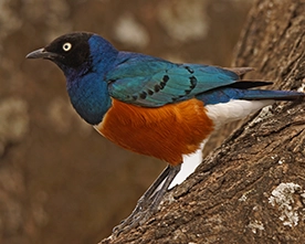 Ave de Tanzania
