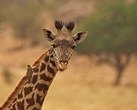 Ave de Tanzania