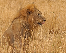 Ave de Tanzania