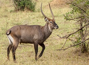 Birding Tour Tanzania