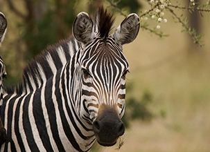Wildlife Photography
