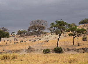 Great Migration Safari