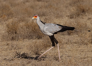 Kenya Family Birding